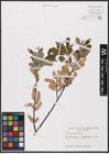 Foto von Salix aurita L.